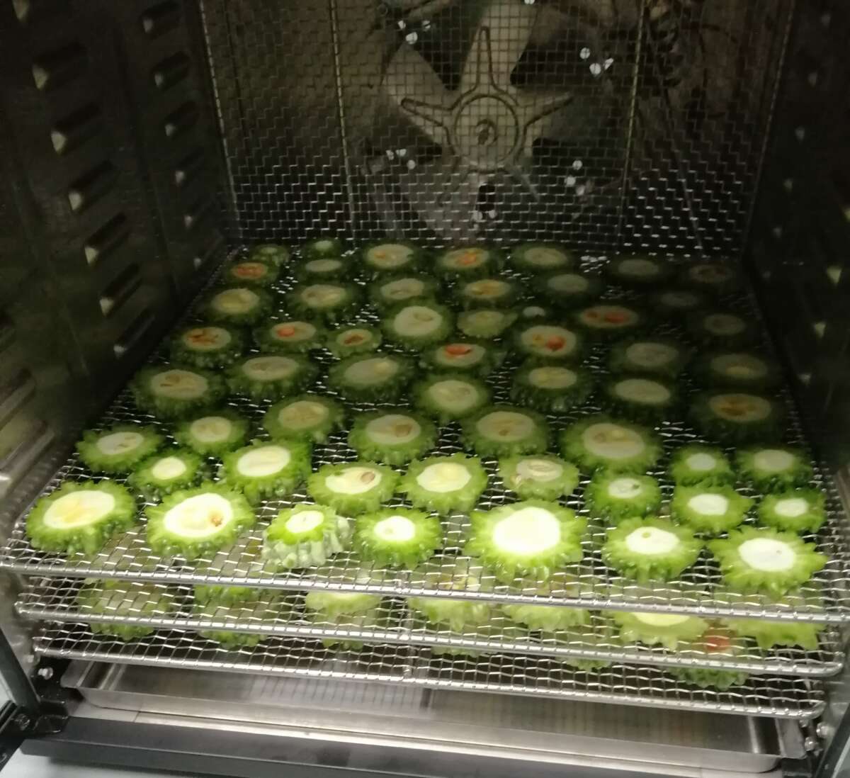 Bitter-gaurd-before-dry-scaled